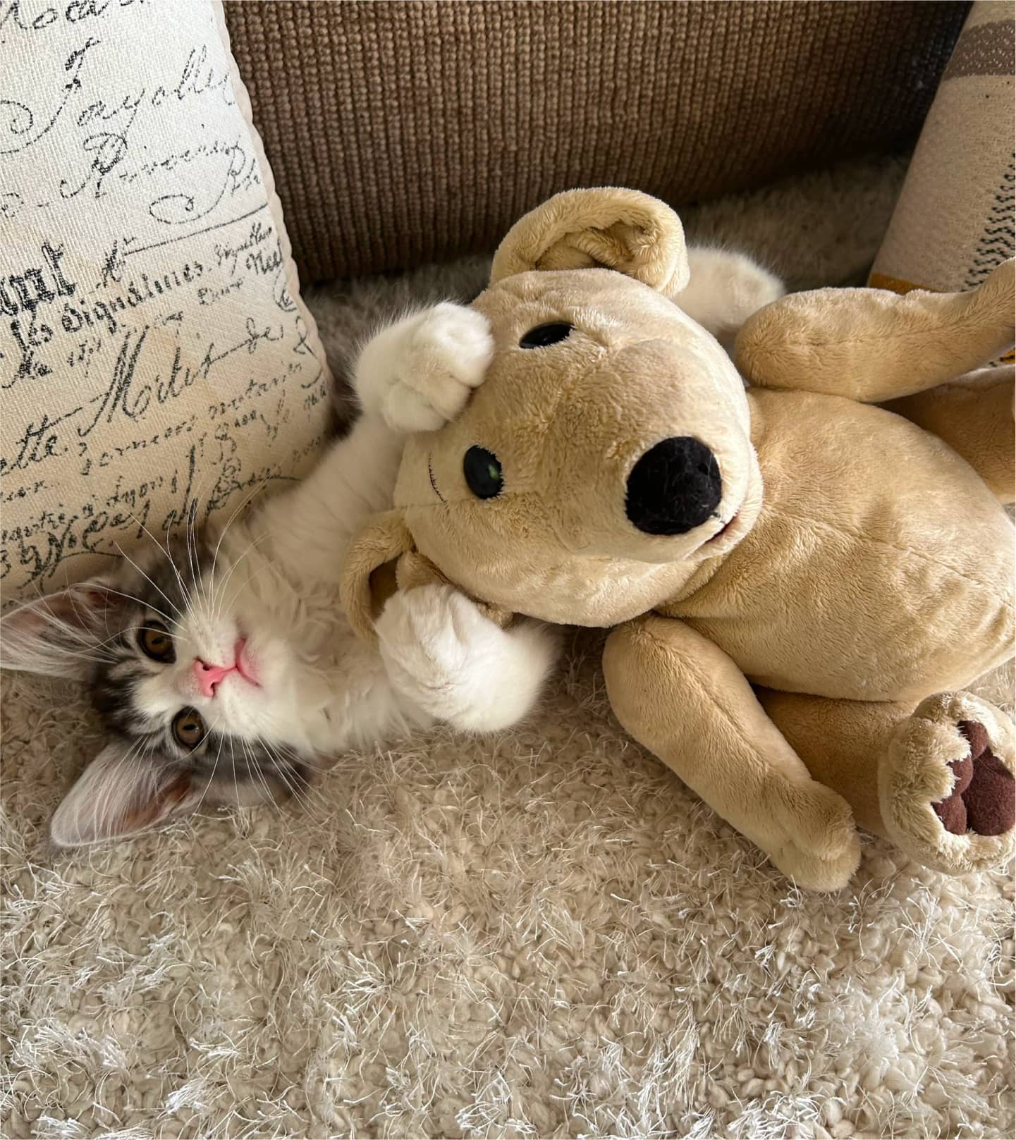Find a helpless 
cat near you