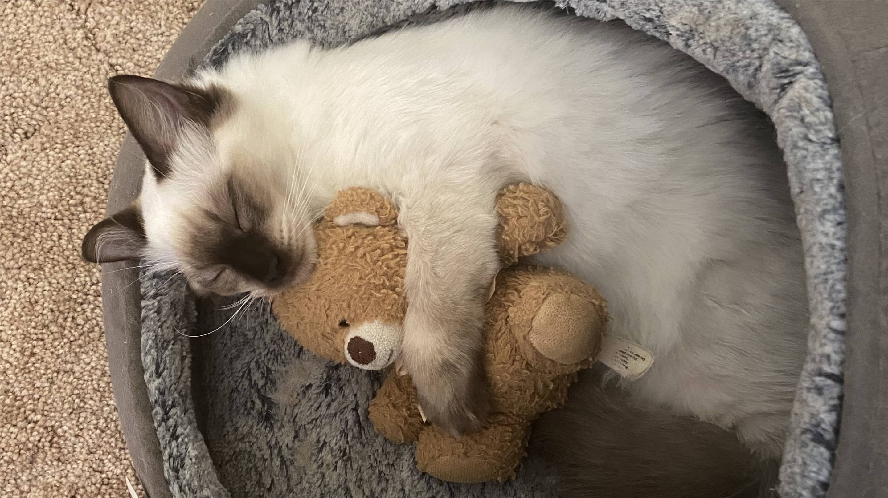 A sleeping cat cuddling a teddy bear