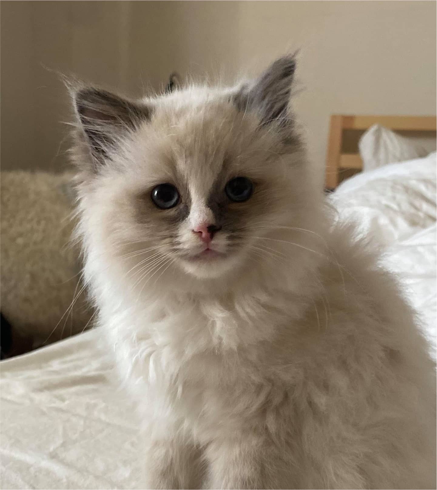 Cute cat on bed