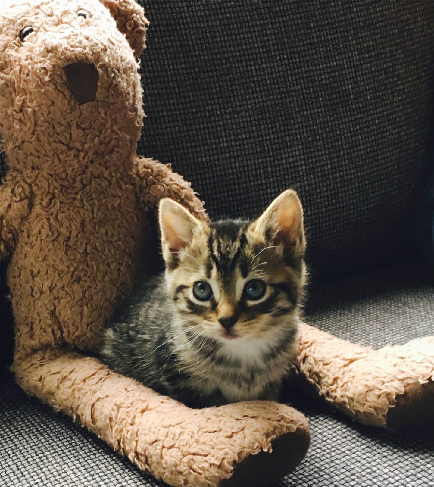 Cute cat with bear