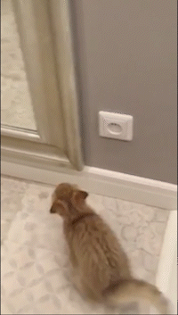 Cat image tip 1
